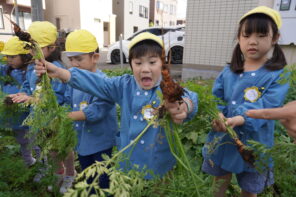 「「よい子の農園」でニンジンを収穫したよ！」の画像