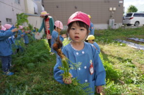 「「よい子の農園」でニンジンを収穫したよ！」の画像