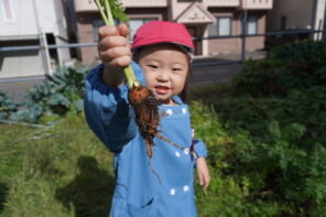 「「よい子の農園」でニンジンを収穫したよ！」の画像