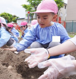 「『ジャガイモ』を植えました！たくさん取れるといいな♪」の画像